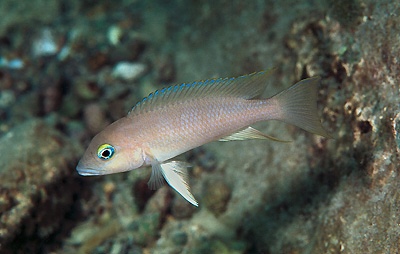 Neolamprologus sp. 'eseki' Nkondwe Island